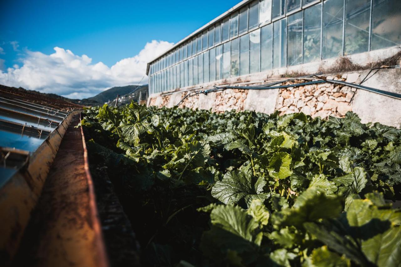Agriturismo Rose Di Pietra بيترا ليغوري المظهر الخارجي الصورة
